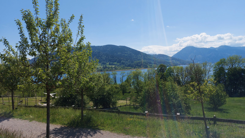 Huge trees reaching into the fog